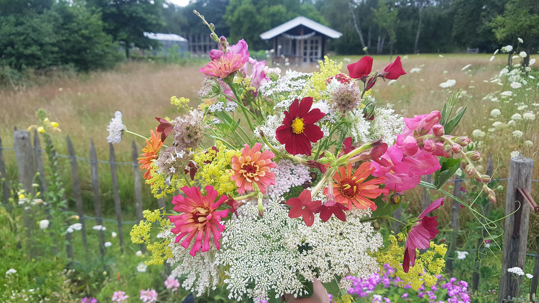 Pluktuin planten in je eigen uit? Wij hebben hiervoor heerlijke pluktuin pakketten met zaden en bloembollen!