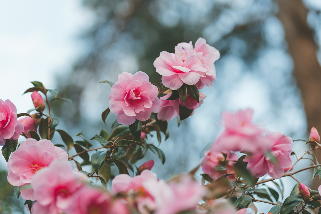 Camelia kopen, planten en snoeien - Pluukz