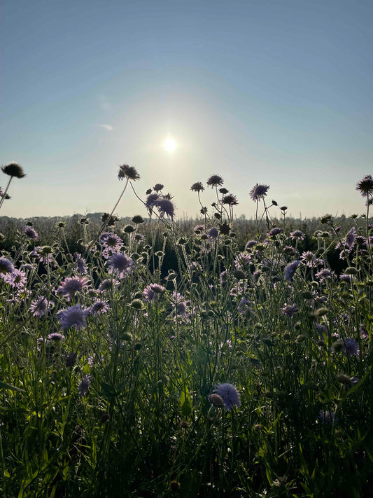Prachtige bloemen gids met allerlei tips