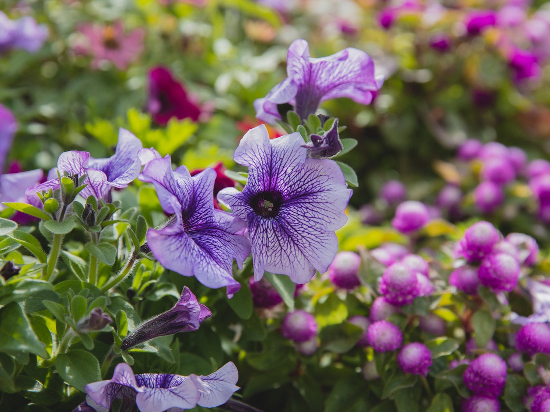 Petunia plant tips en hoe te zaaien
