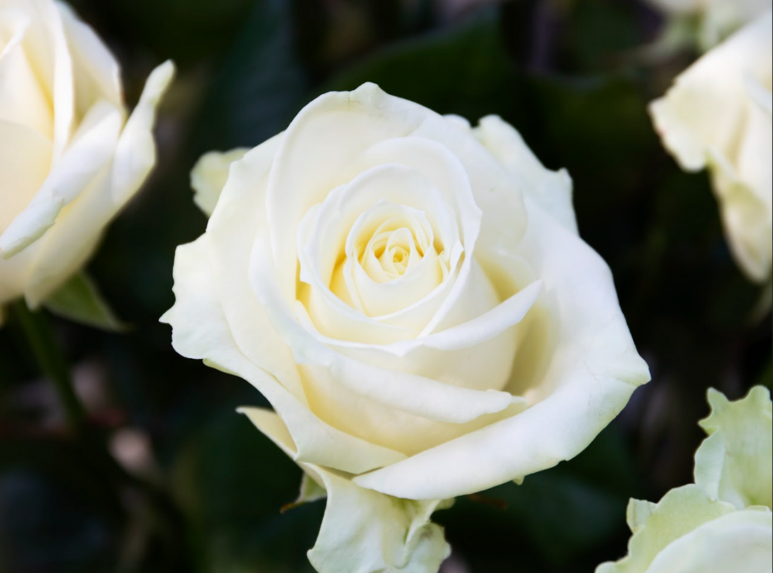 Spirituele betekenis van de witte roos en 10 andere betekenissen
