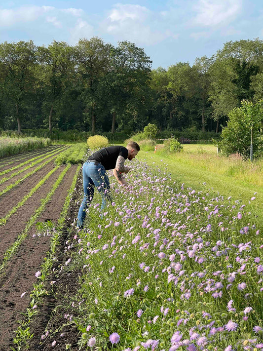 De Ultieme Bloemengids van PLUUKZ – Bonusdeel