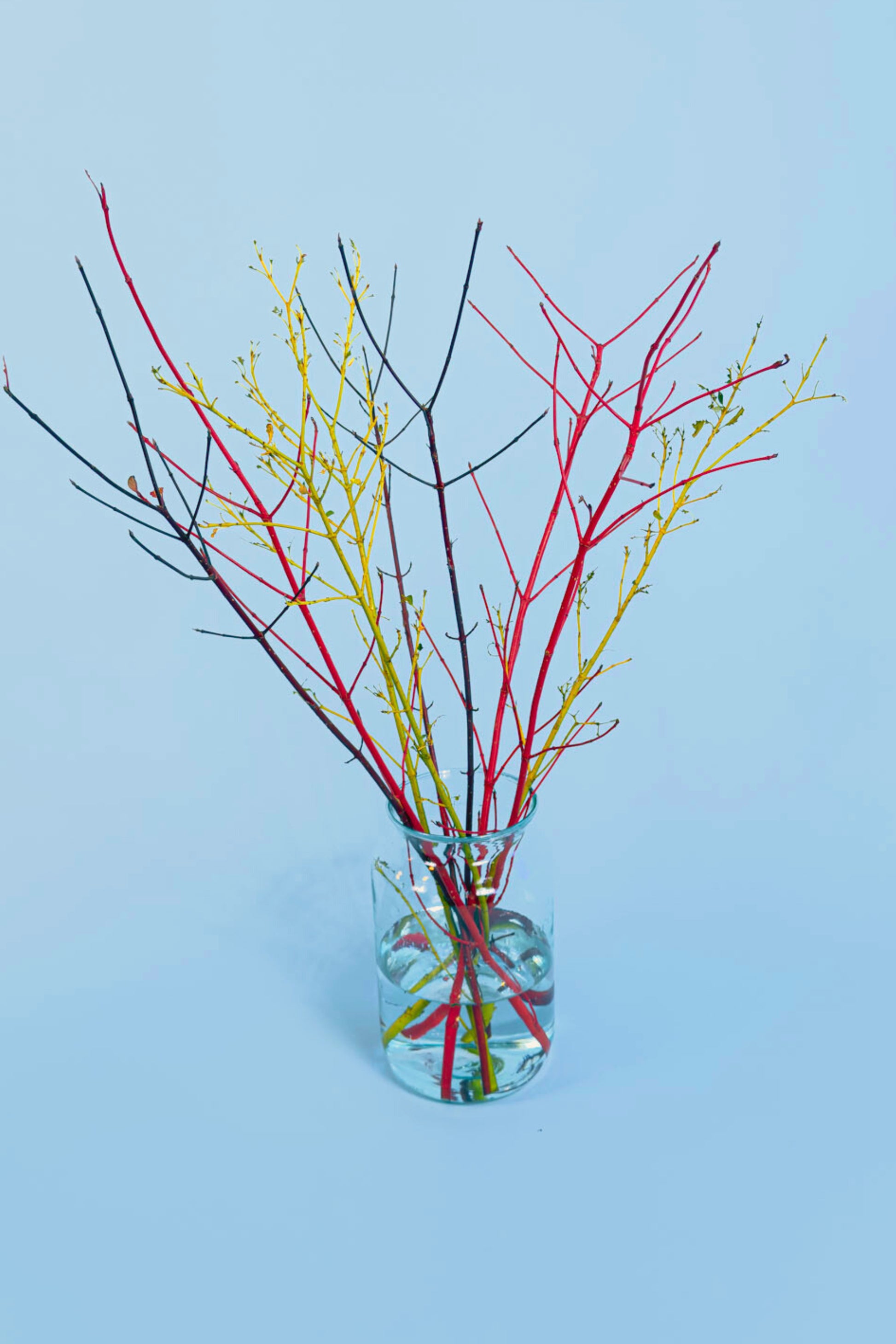 Langhoudbare biologische takken met natuurlijke bloei – Pluukz online pluktuin