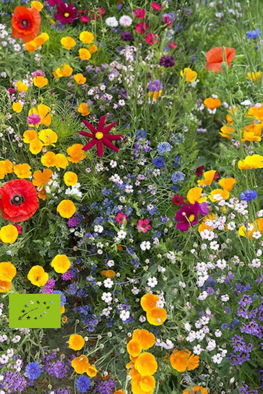 Biologische Bijen & Vlinder Bloembollenmix – plant nu voor een tuin vol leven bij Pluukz