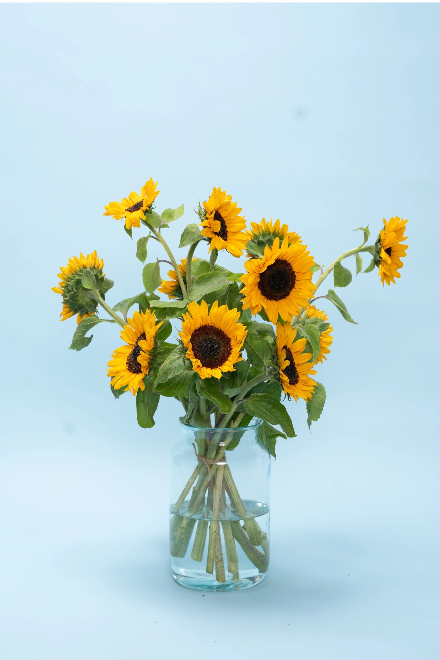 Lokale biologische zonnebloemen bezorgen – snel en vers