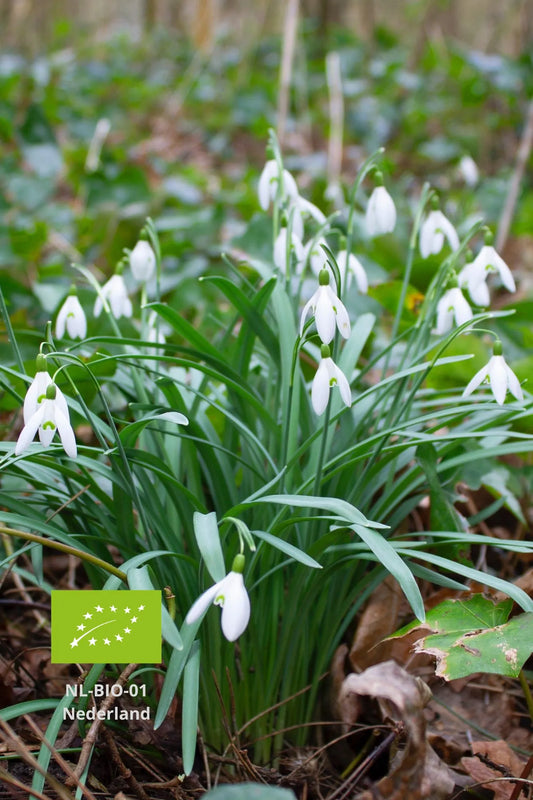 Biologische sneeuwklokjesbollen planten in de tuin – koop duurzaam bij PLUUKZ