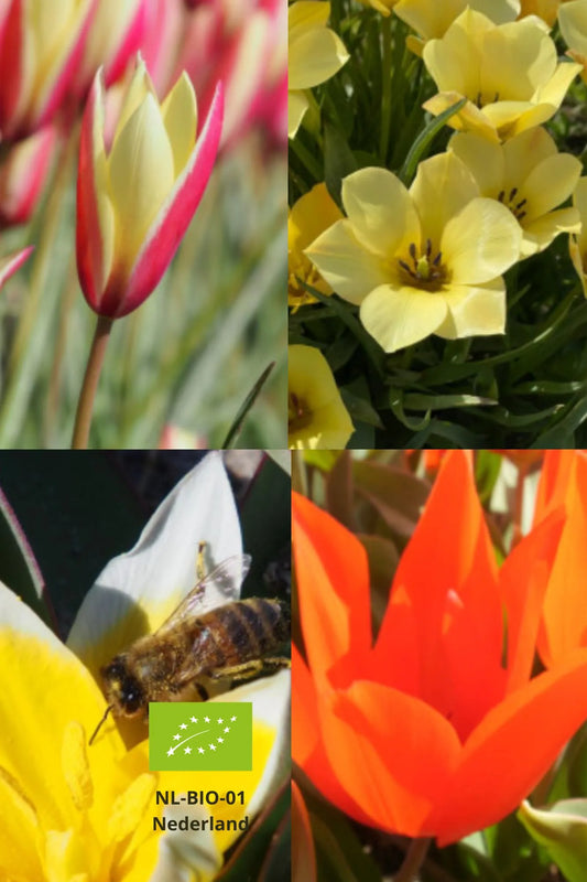 Botanische tulpen kleurenmix – Tulipa tarda, turkestanica en Little Beauty – biologische bloembollen kopen bij Pluukz