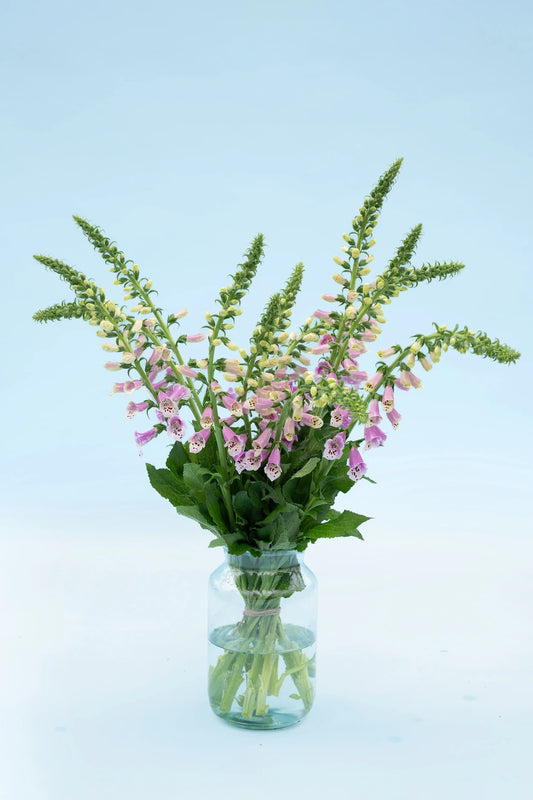 Digitalis Mono Magic met duurzame inheemse onbespoten bloemen