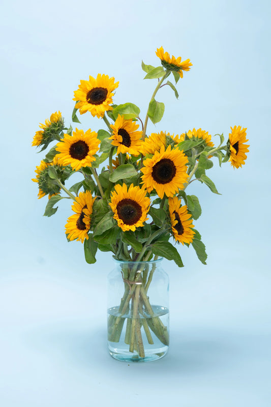 Biologische zonnebloemen kopen – stralend geel en gifvrij