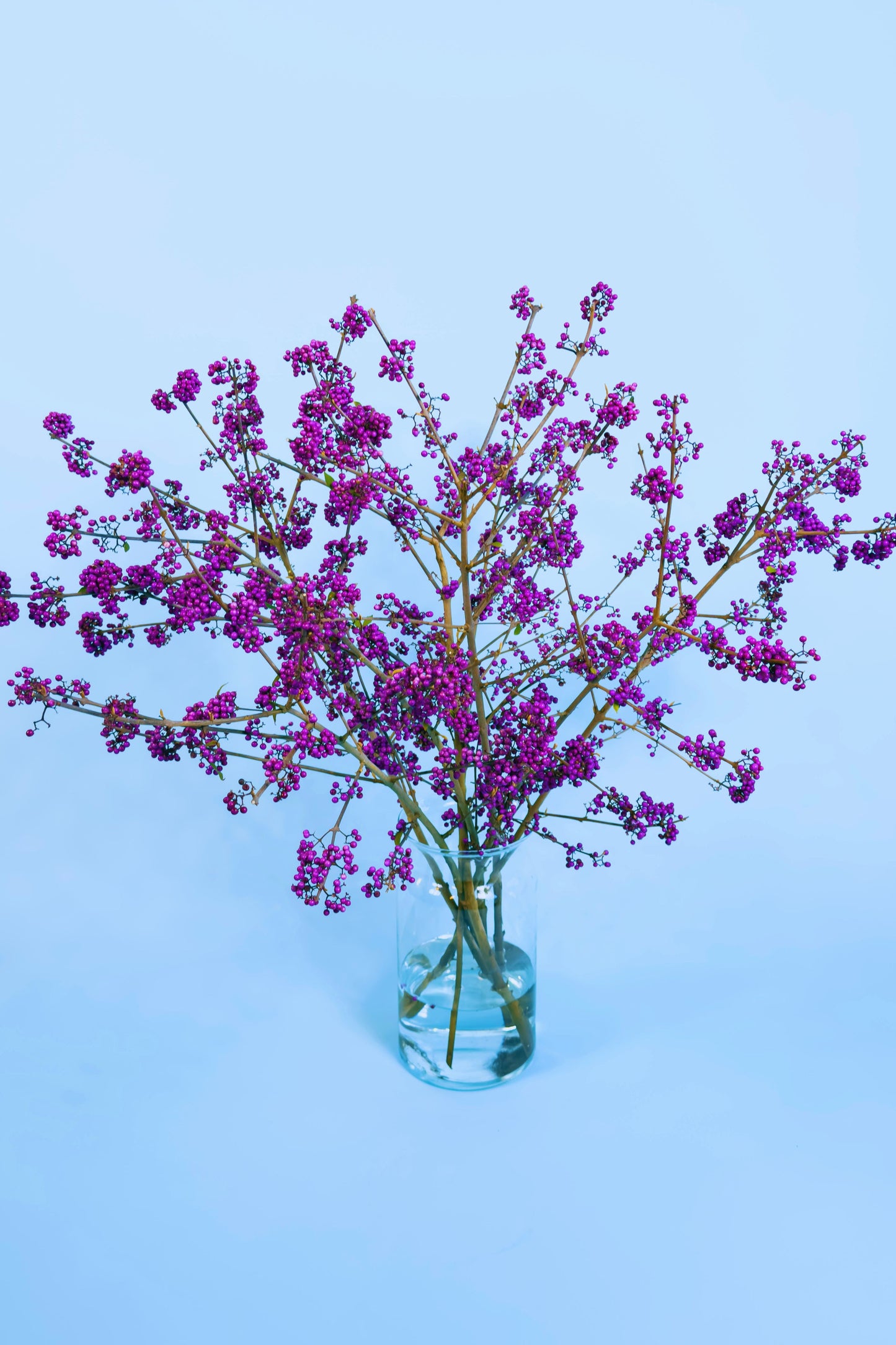 Gifvrije Callicarpa takken in glazen vaas – breng de natuur in huis