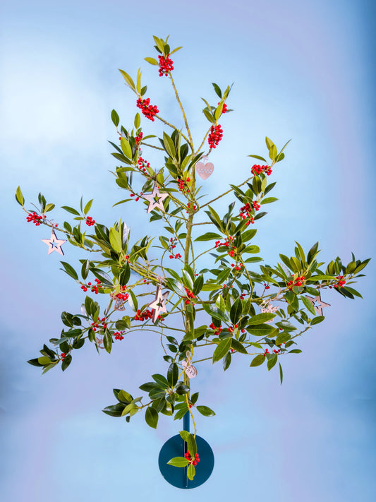Gifvrije Ilex tak kopen voor natuurlijke kerst sfeer