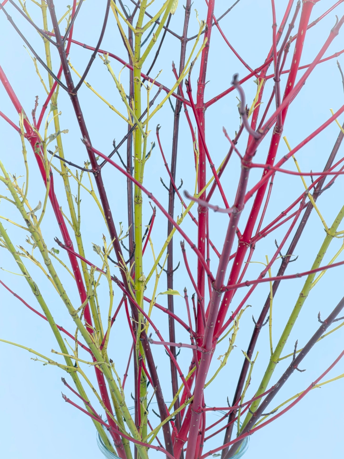 Gifvrije heestertakken in vaas – biologische decoratie voor thuis