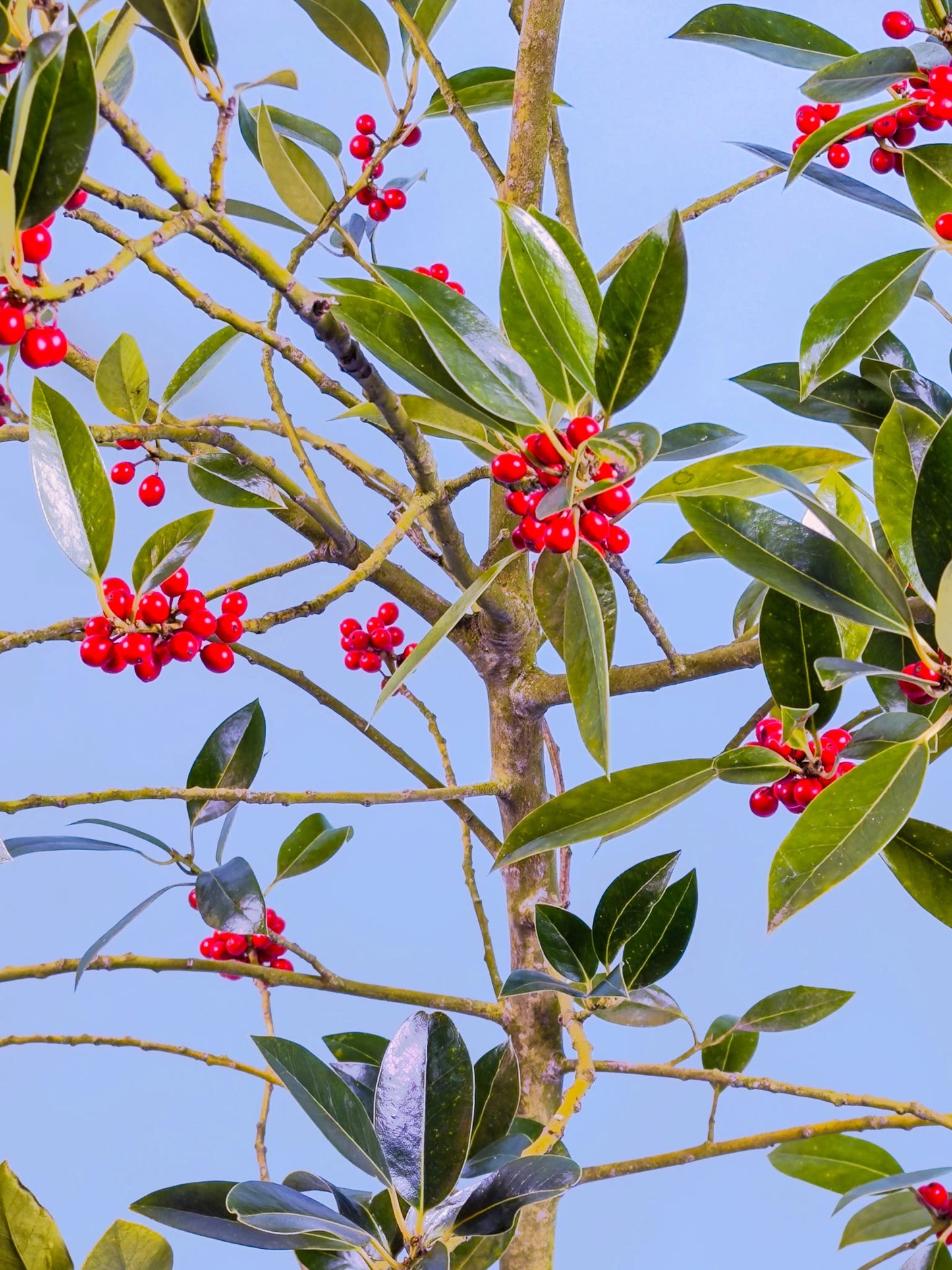 Gifvrije ilexhulst | Holiday Glow