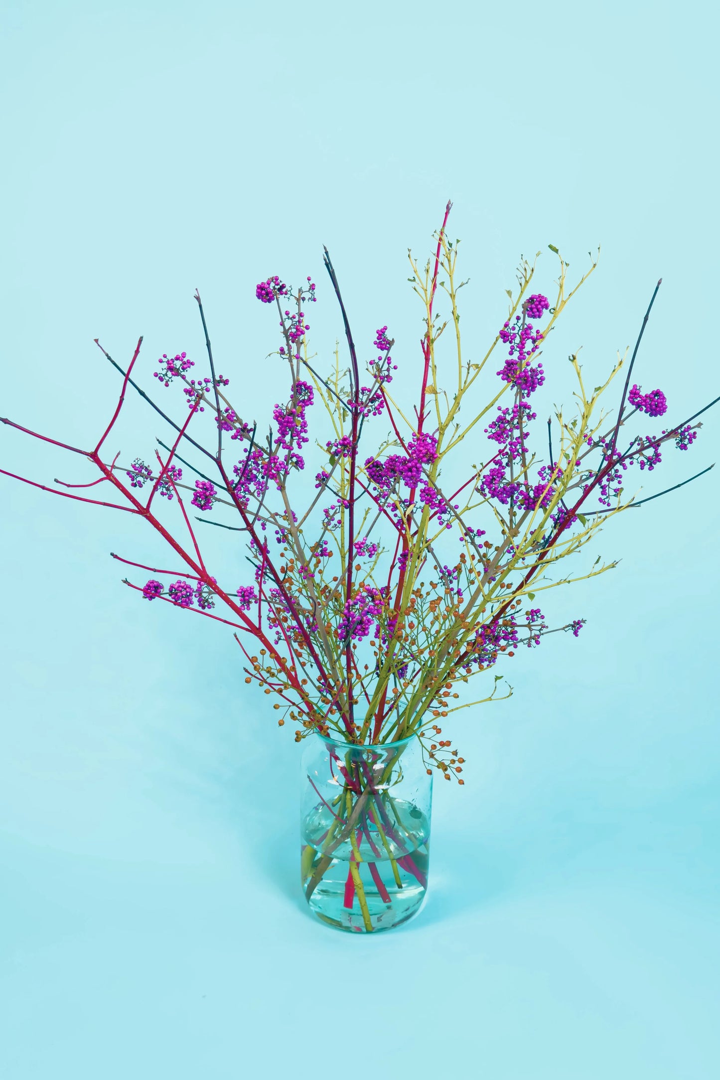 Biologische Siertakken | Branche Dance