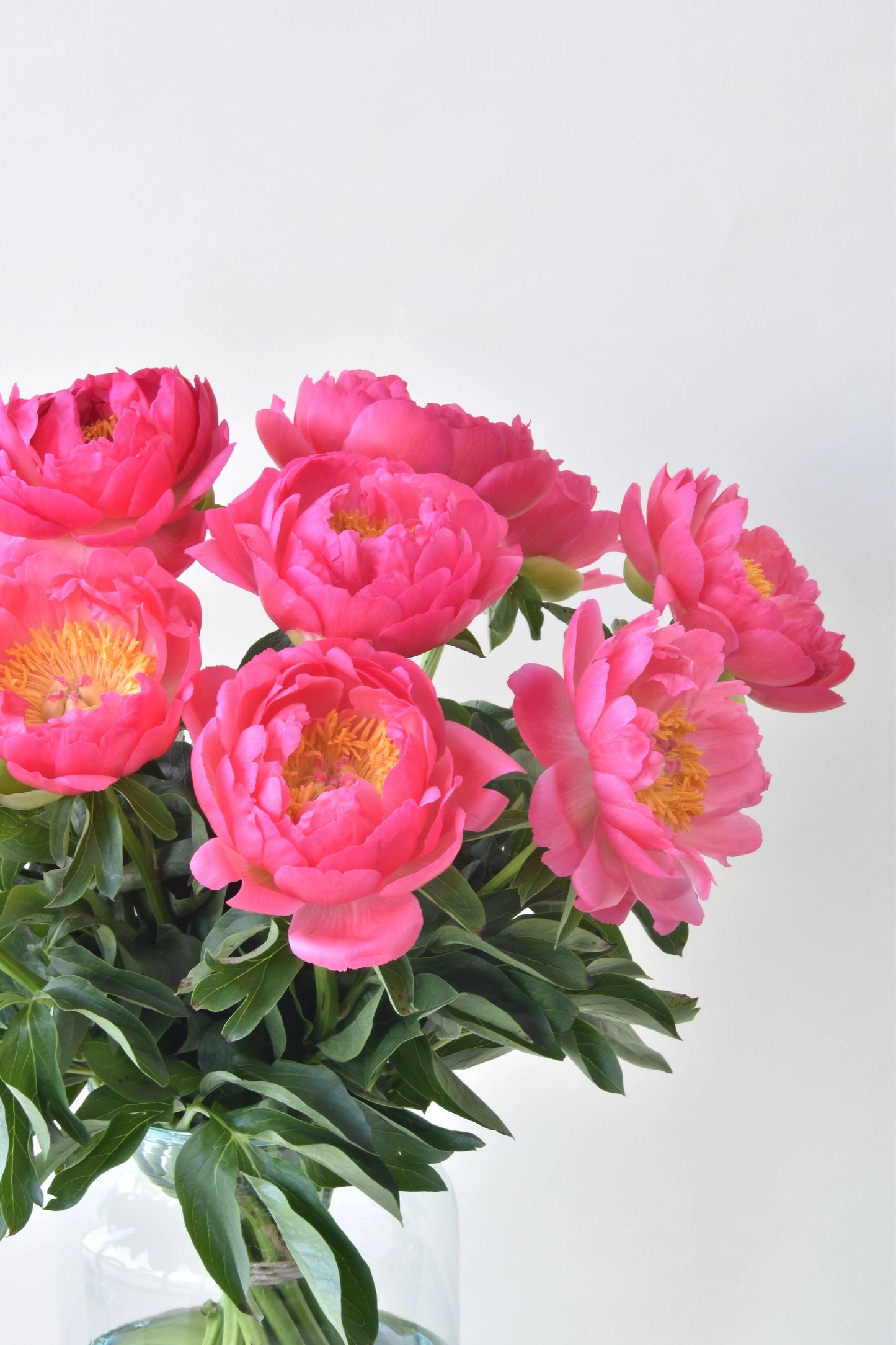 Super grote roze pioenrozen de mooiste die er zijn!