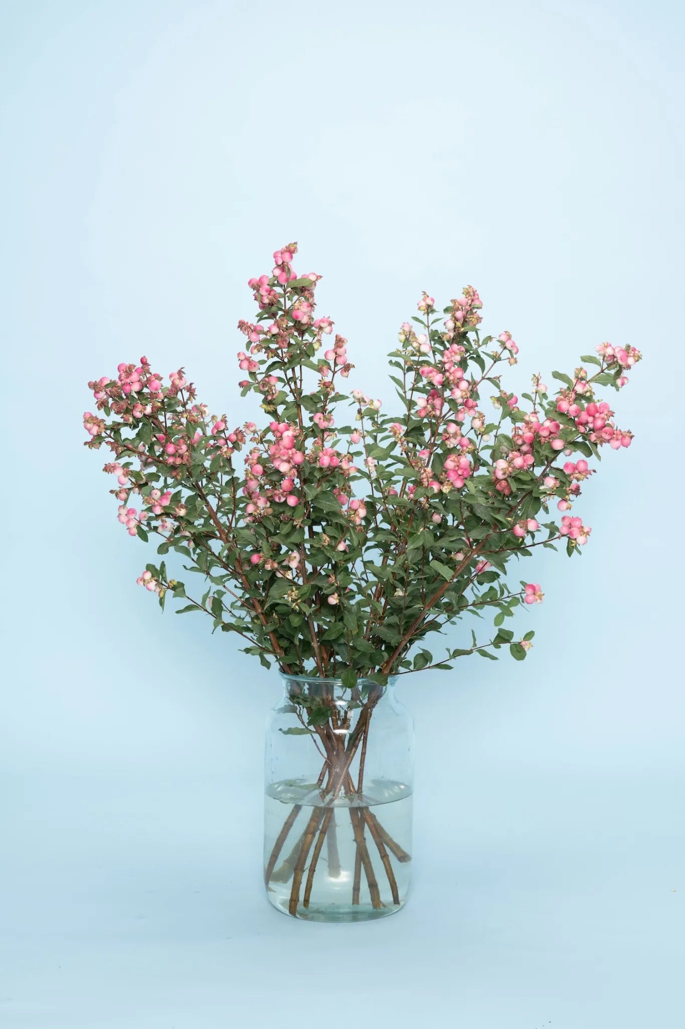 Duurzame bessen takken bezorgen – biologische Symphoricarpos in vaas