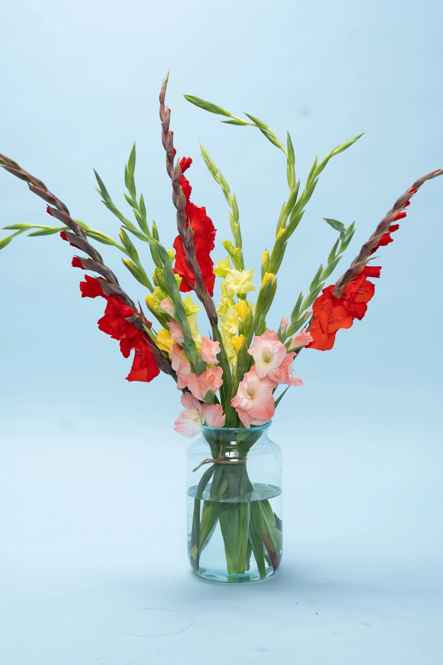 Kleurige gladiolen biologisch geteeld – perfect als zomers cadeau