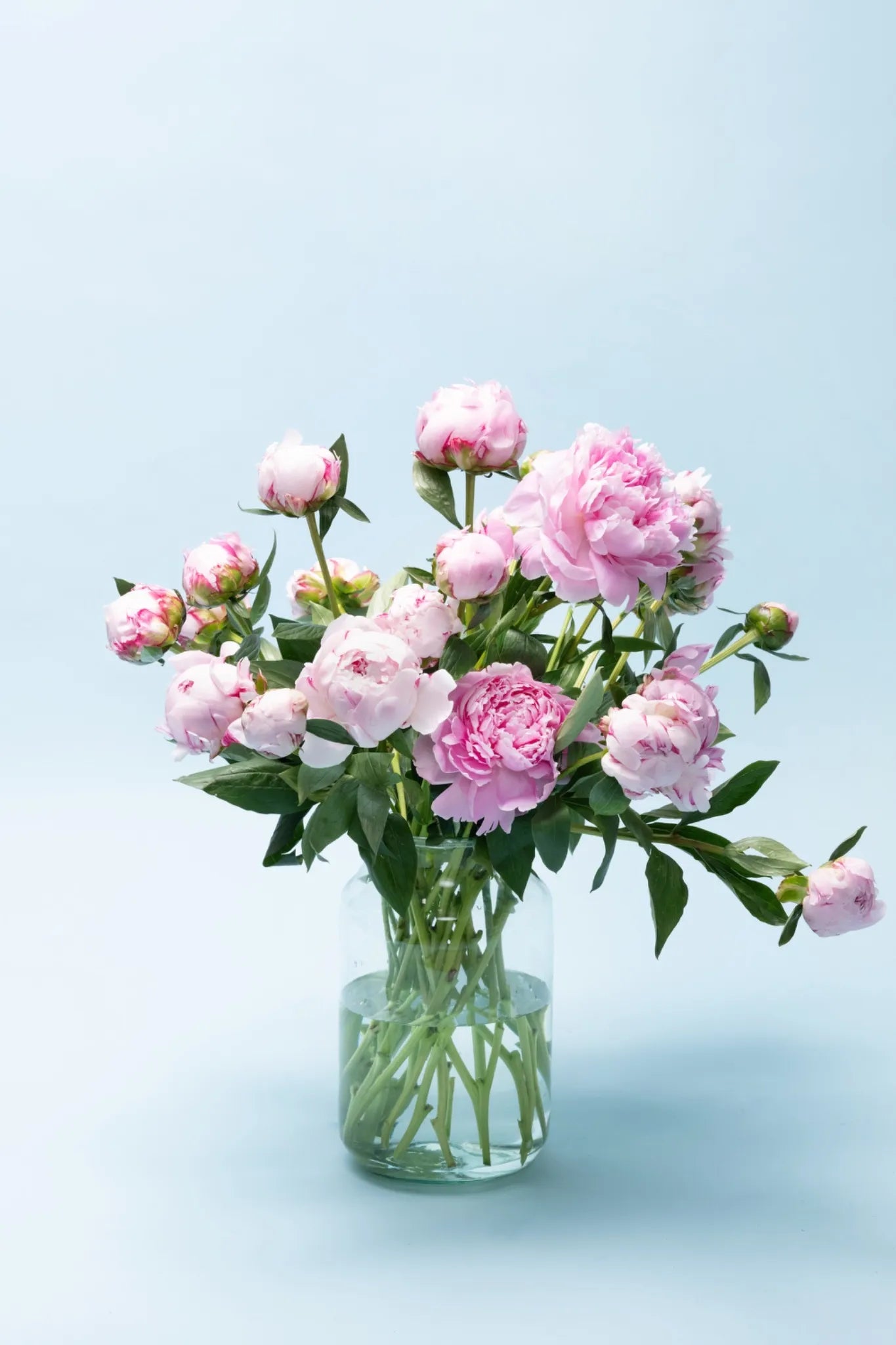 Gifvrije pioenrozen duurzaam verpakt