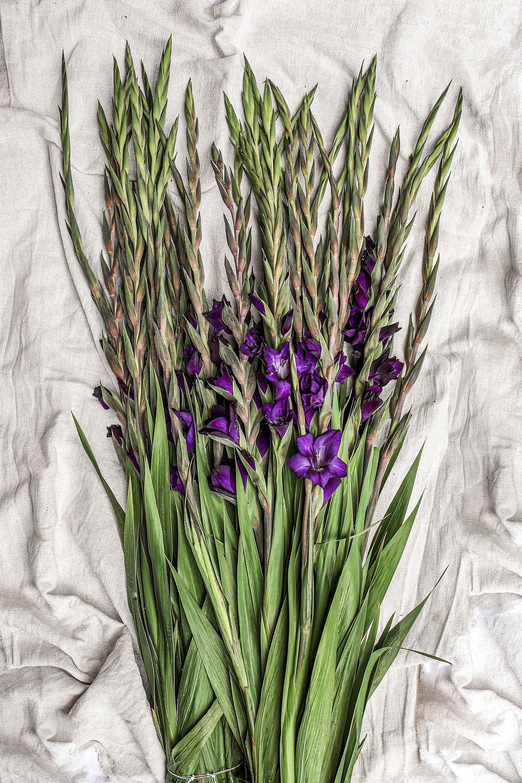 Prachtige paarse gladiolen boeket van Pluukz! Eenvoudig online bestellen en de bloemen laten bezorgen wanneer dan ook in Nederland of belgie.