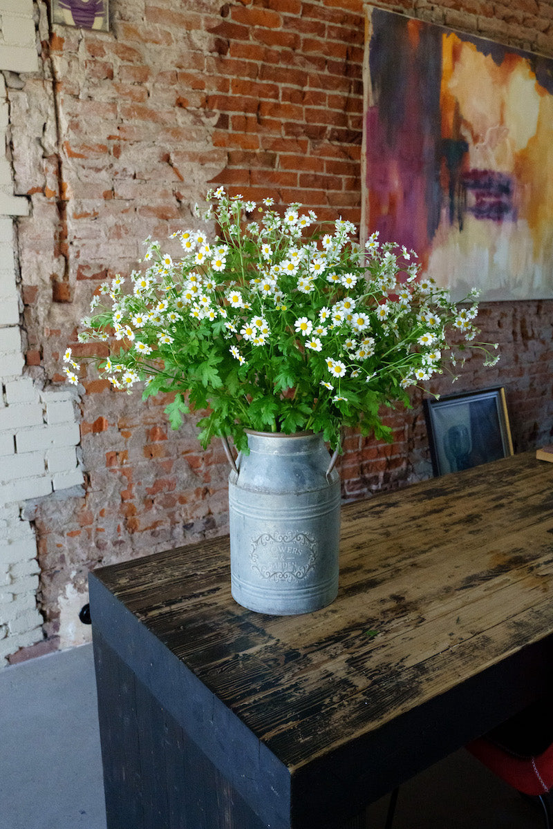 Tanacetum parthenium laten bezorgen? Heerlijk plukvers van de kweker worden onze bloemen snel bezorgd bij jou in de vaas!