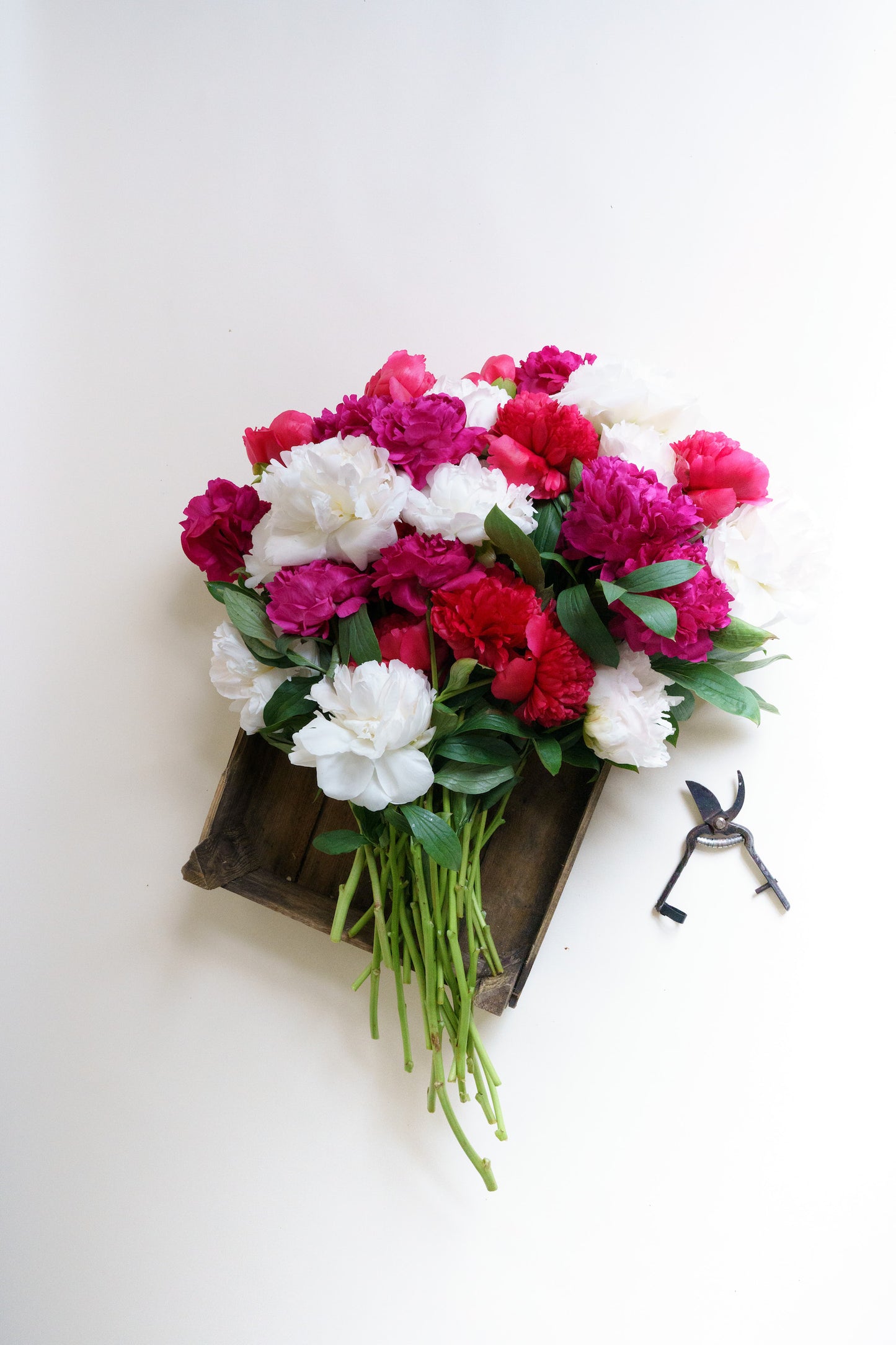 30 pioenrozen bestellen in een mix? Plukvers en snel bezorgd door Pluukz!