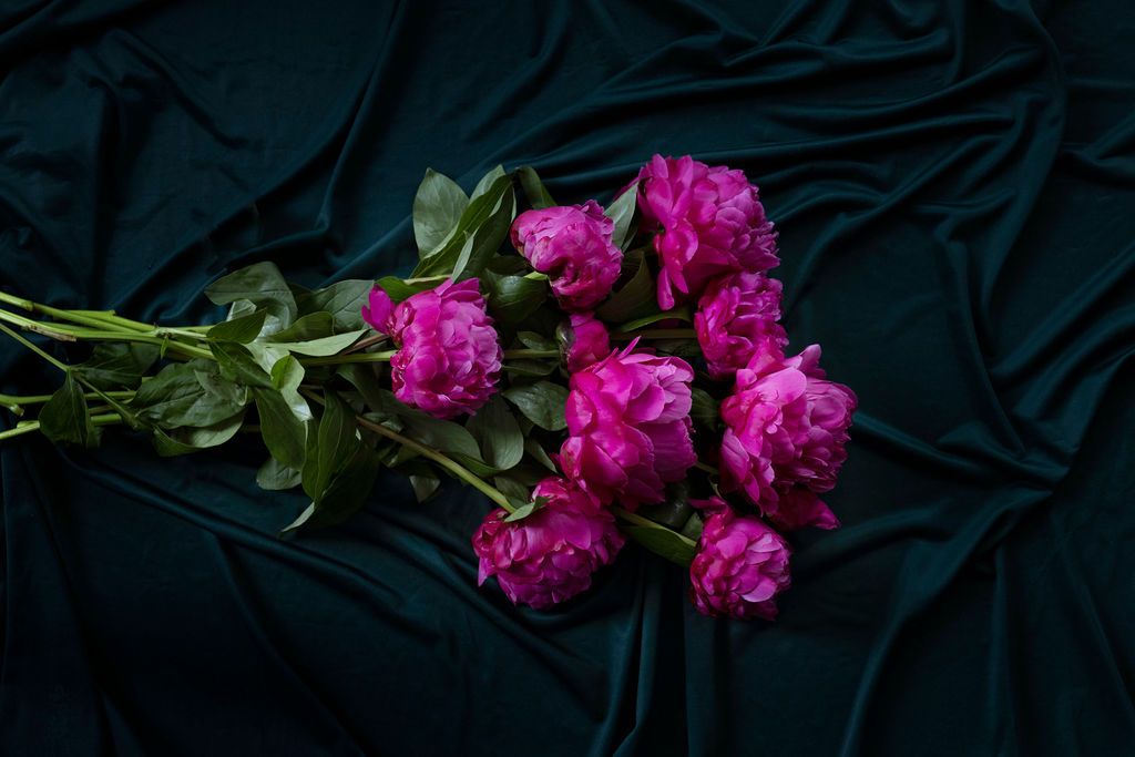 Paarse pioenrozen kopen? Heerlijke luxe variant bezorgen wij overal in Nederland