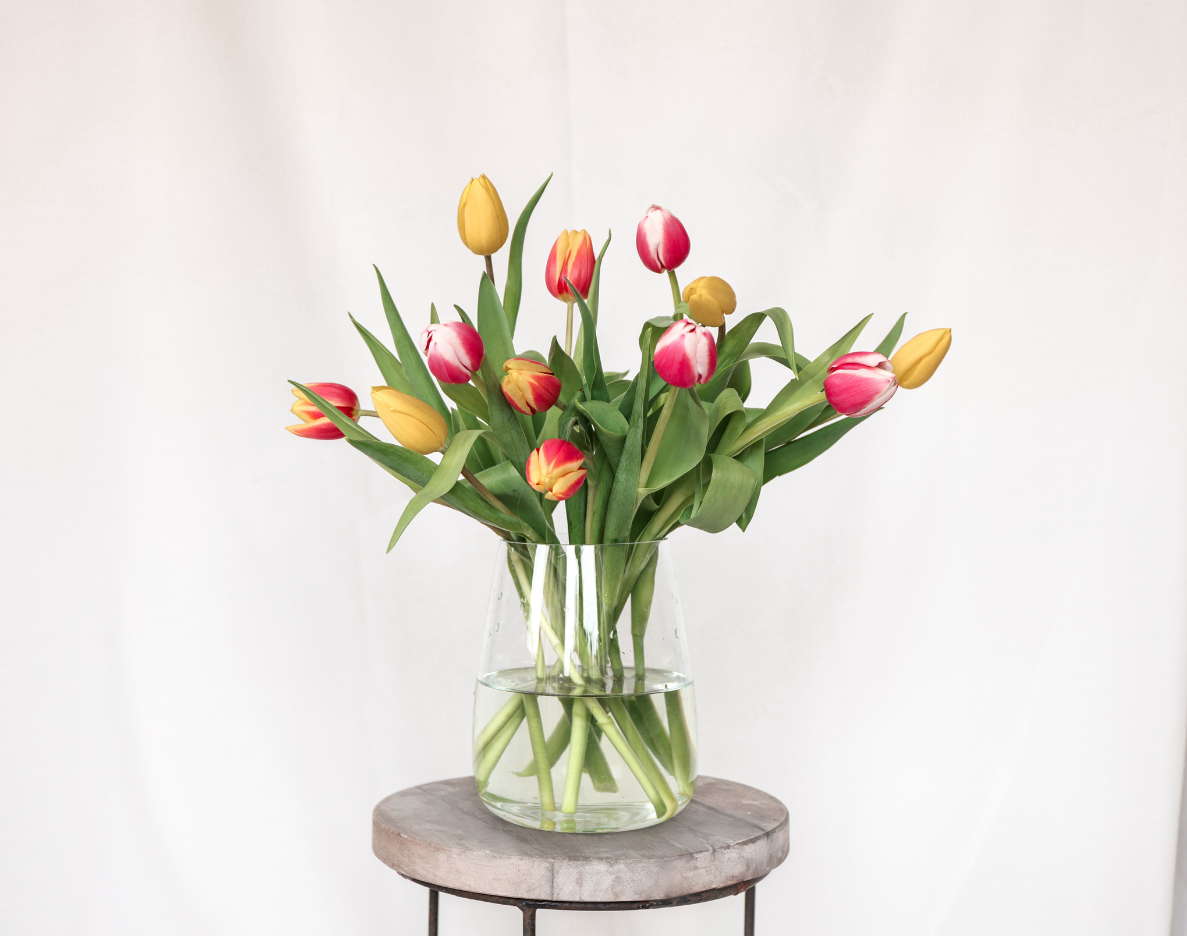 Tulpen per post ontvangen? Onze tulpen bestel je snel online? Dat kan natuurlijk met die brievenbus cadeau. Bloemen bezorgen wij snel met die brievenbus cadeau. 