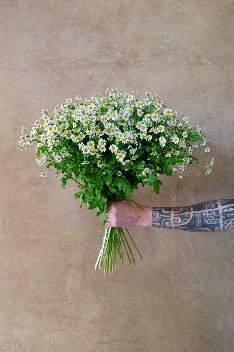 Tanacetum of moederkruid bloemen laten bezorgen? Wij bezorgen heerlijke plukverse bloemen!