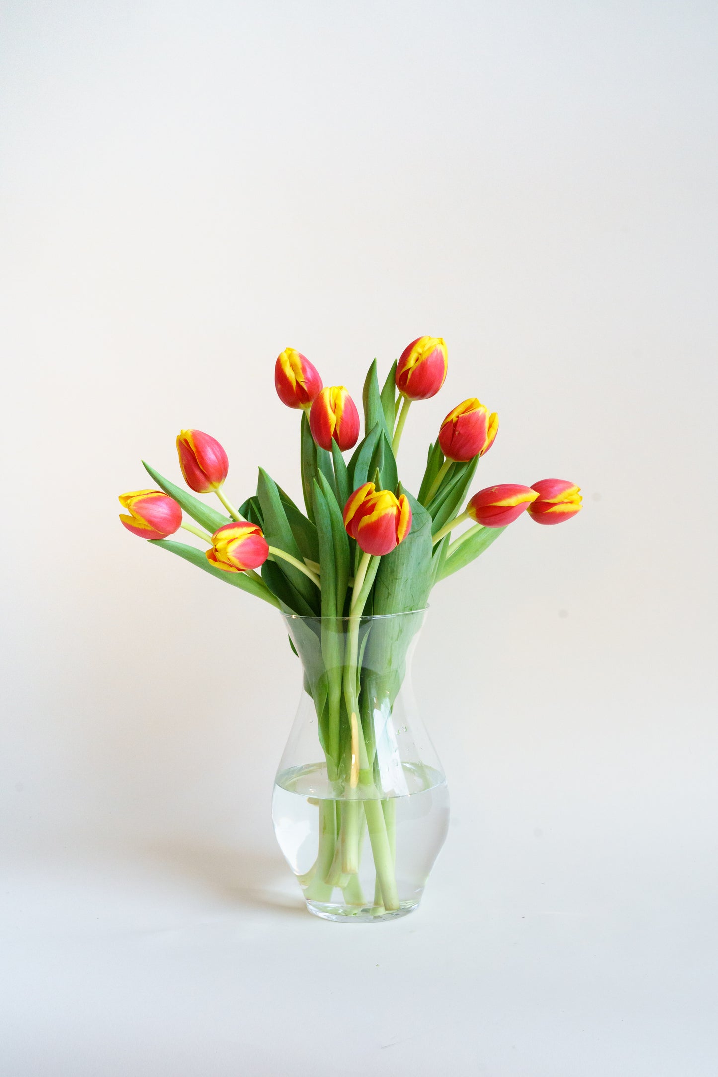 Plukverse tulpen laten voor in de vaas. Of brievenbus tulpen bestellen? Wij hebben de meeste verse tulpen van het land!