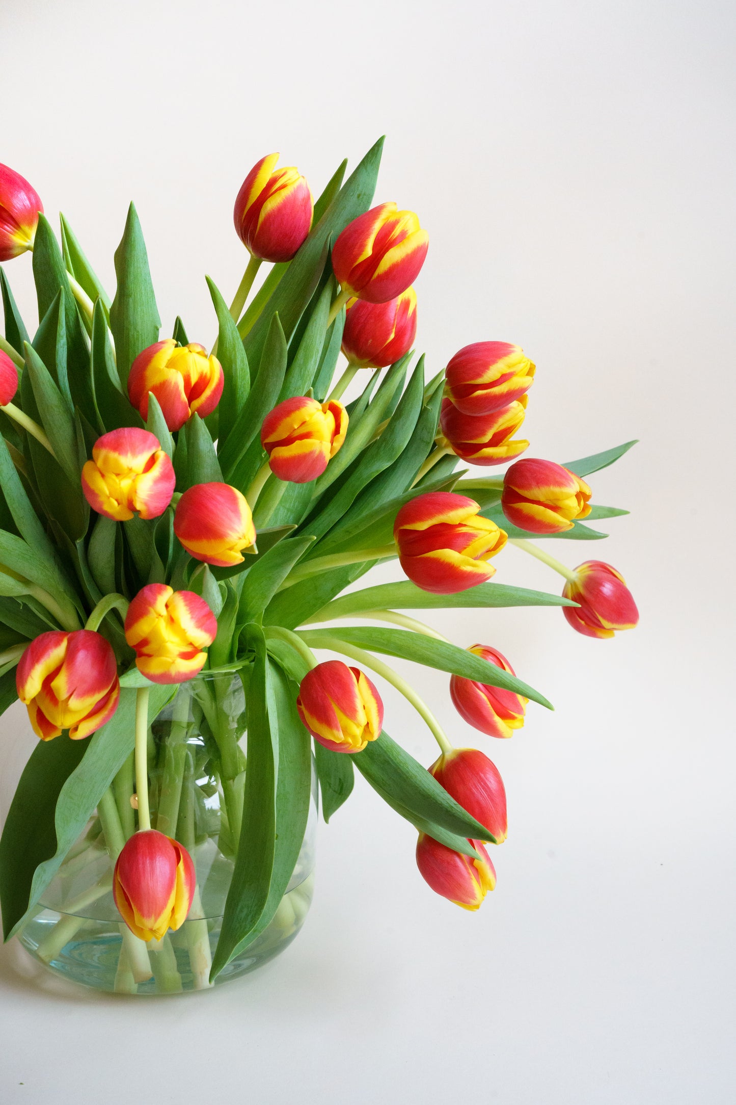 Heerlijke plukverse rood gele tulpen? Tulpen zijn mooier dan rode rozen!