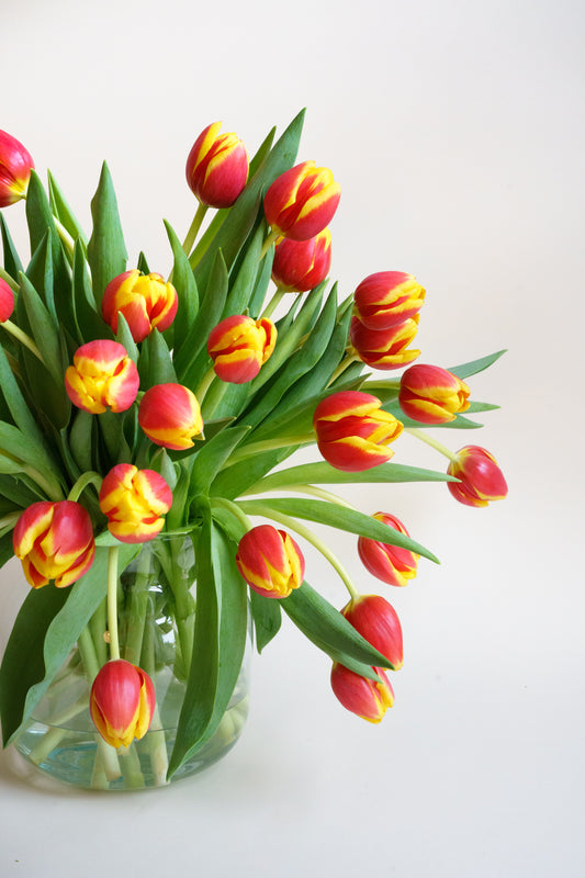 Heerlijke plukverse rood gele tulpen? Tulpen zijn mooier dan rode rozen!