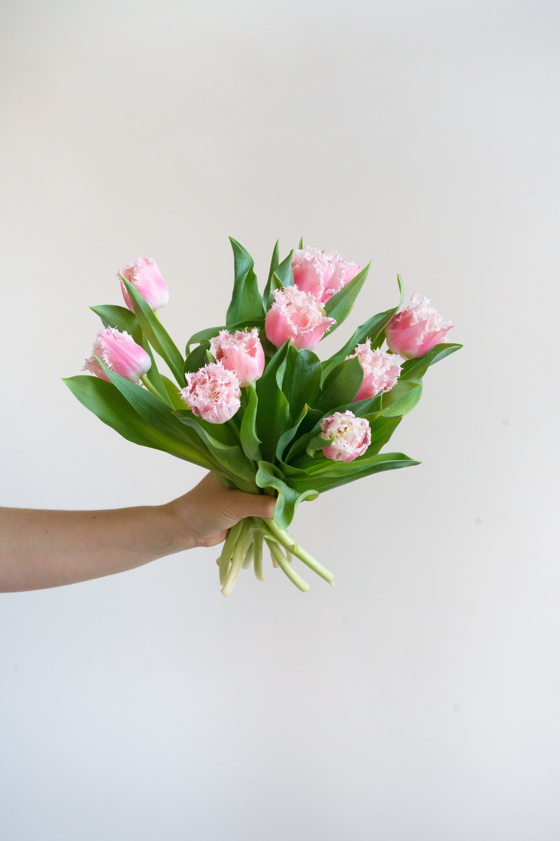 Gefranjerde tulpen versturen of tulpen laten bezorgen met de post? Wij bezorgen plukvers van kweker! 