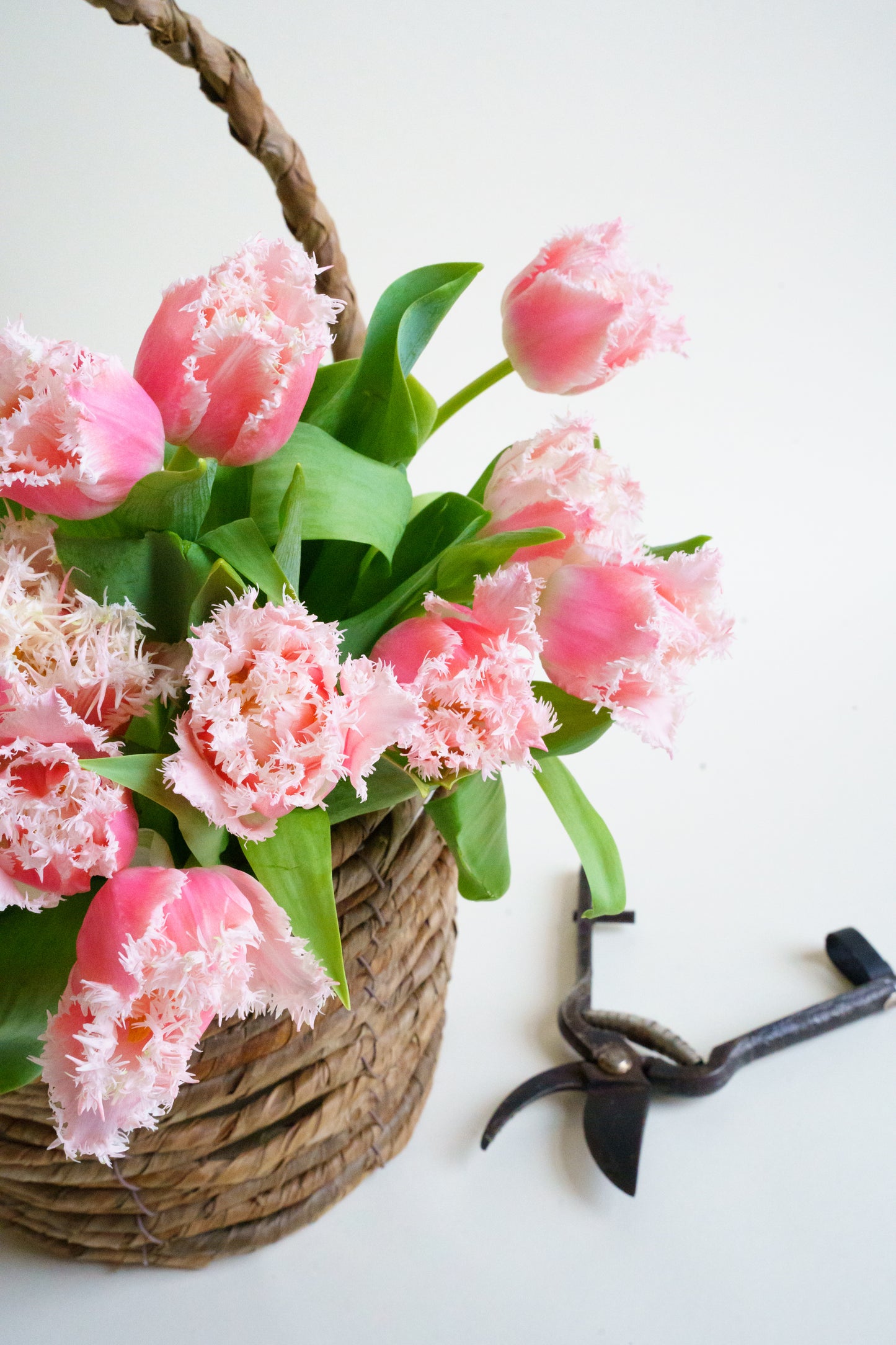 Heerlijke plukvers tulpen van de kweker! Tulpen bezorgen door tulpen liefhebbers is altijd een goed idee! 