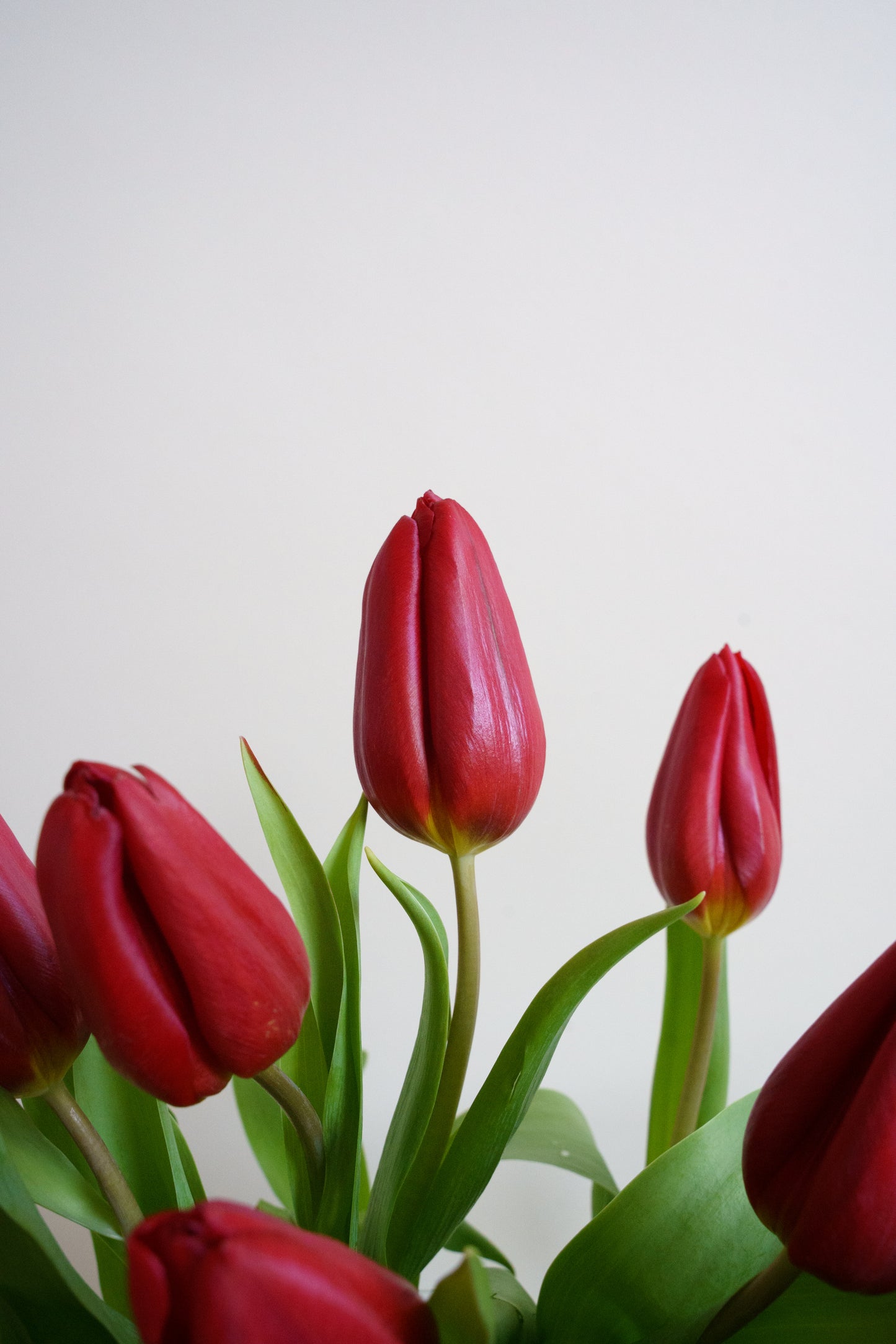 Rode tulpen bestellen? Wij hebben gigantische bloemist tulpen welke we snel leveren!