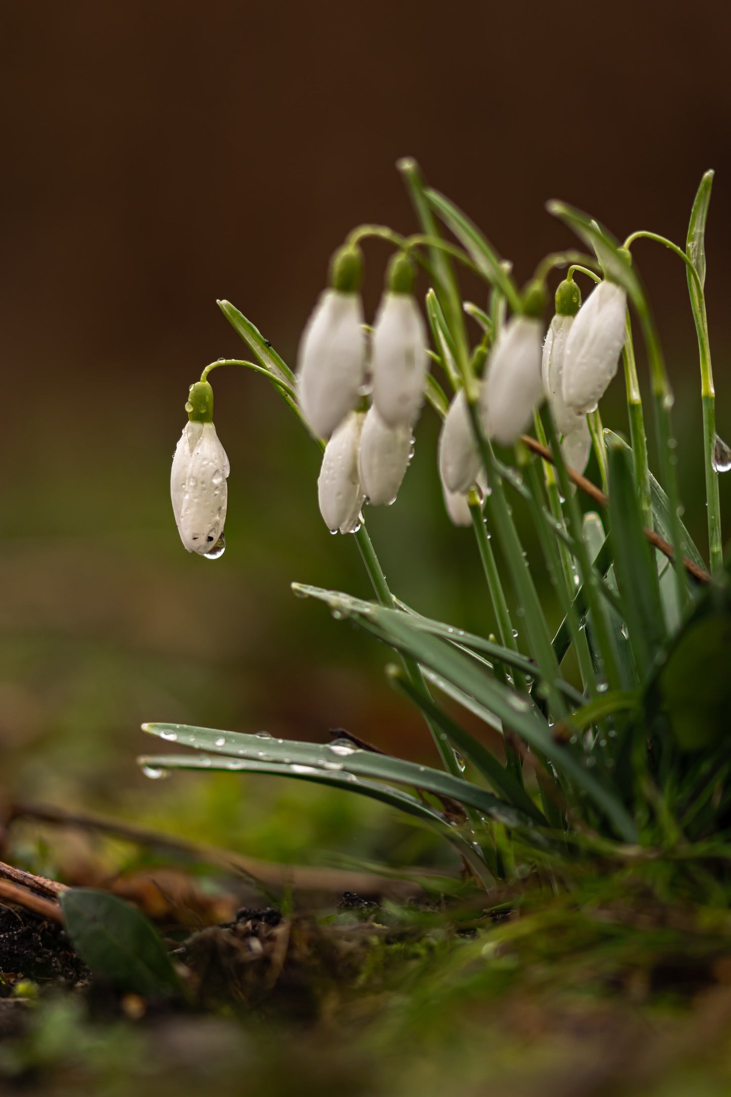 Versier de tuin met sneeuwklokjes