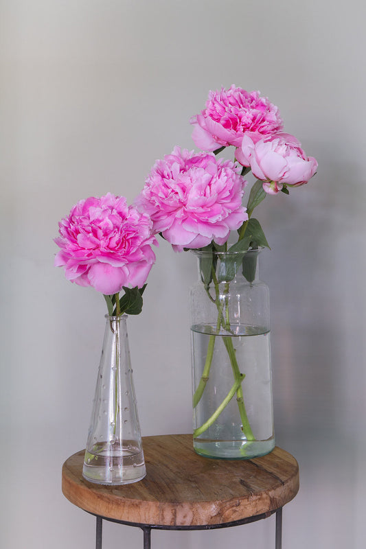 Prachtige pioenrozen laten bezorgen? Bij ons plukverse bloemen van de teler gemakkelijk online bloemen bestellen en razendsnel bezorgd! 