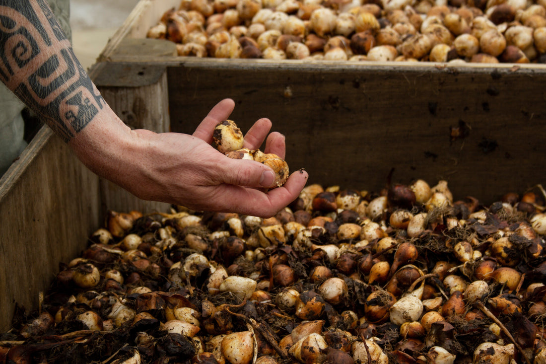 Bloembollen tulpen planten doe je zo! Hier lees alles over waar op te letten en hoe te planten! 