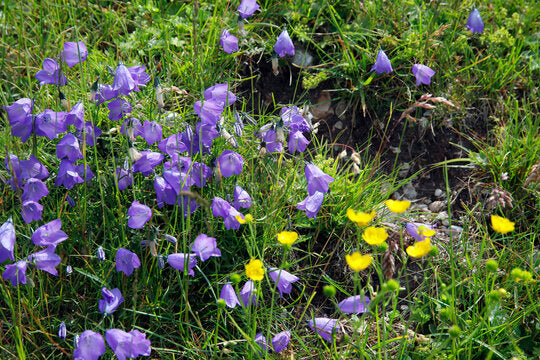 Een complete gids over Campanula