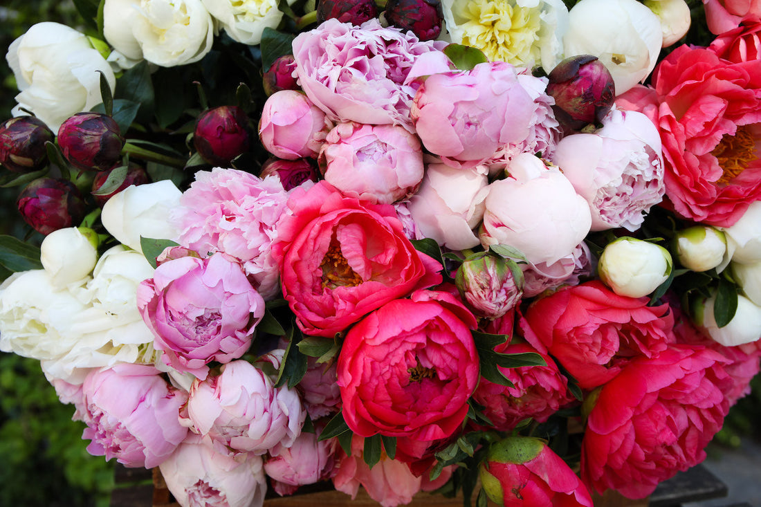 Wanneer pioenrozen seizoen? Pioenrozen aan koop tips. Je leest er alles over in deze blog. Pluukz de online pluktuin!