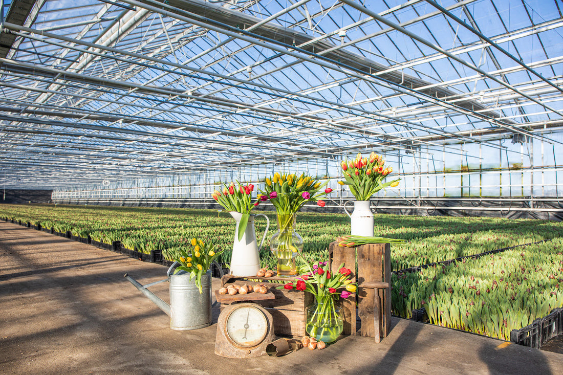 Bloemisten: top 10 mooiste bloemen