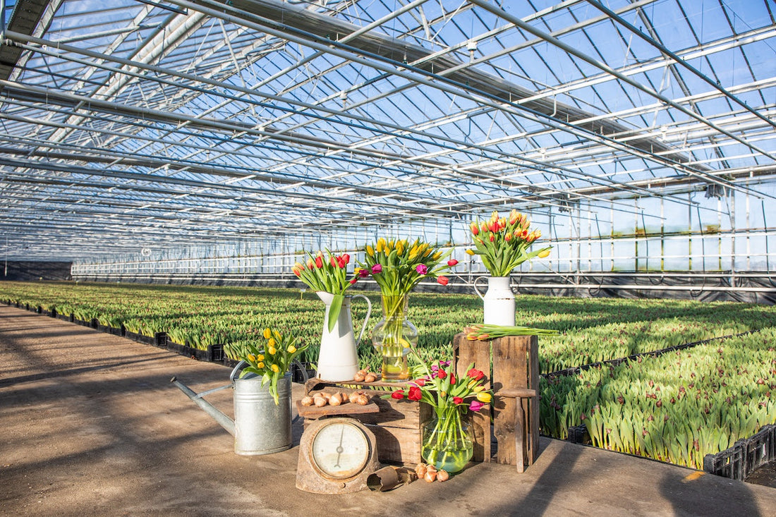 Tulpenvelden Nederland geniet van seizoensbloemen bij PLUUKZ