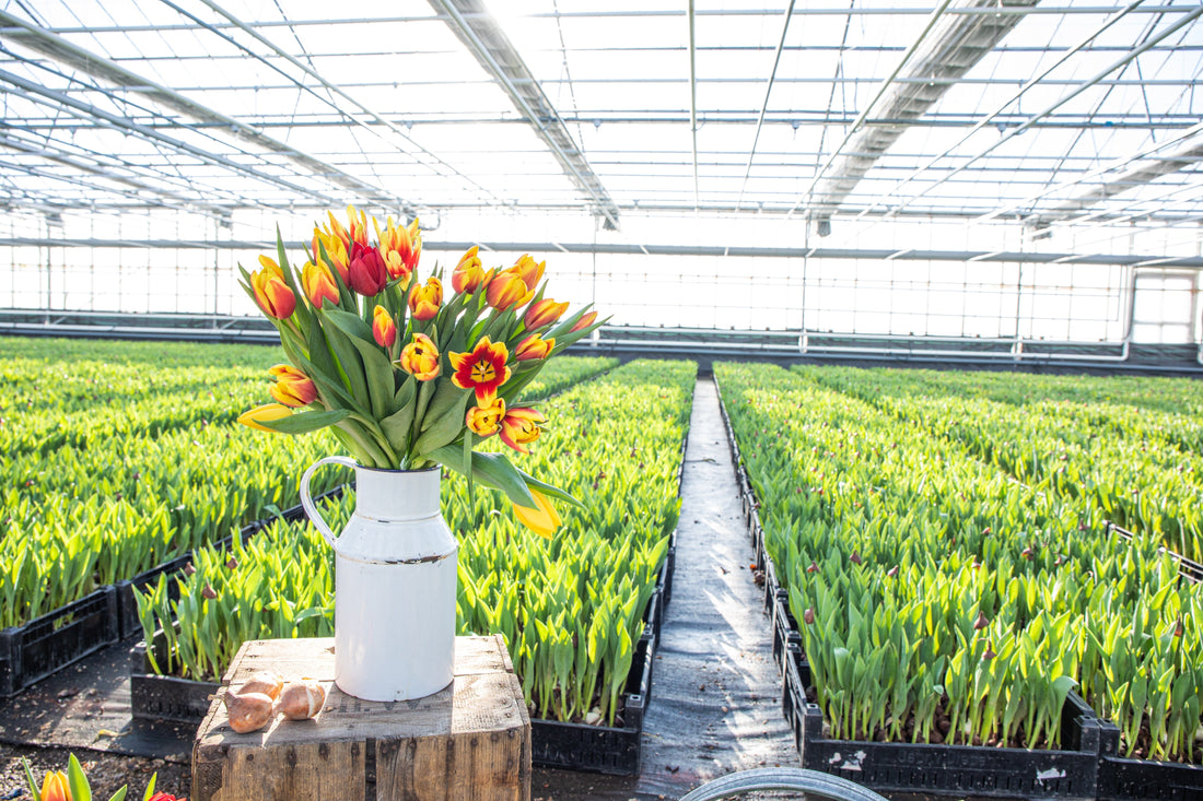 Tulpen uit de kweker naar huis