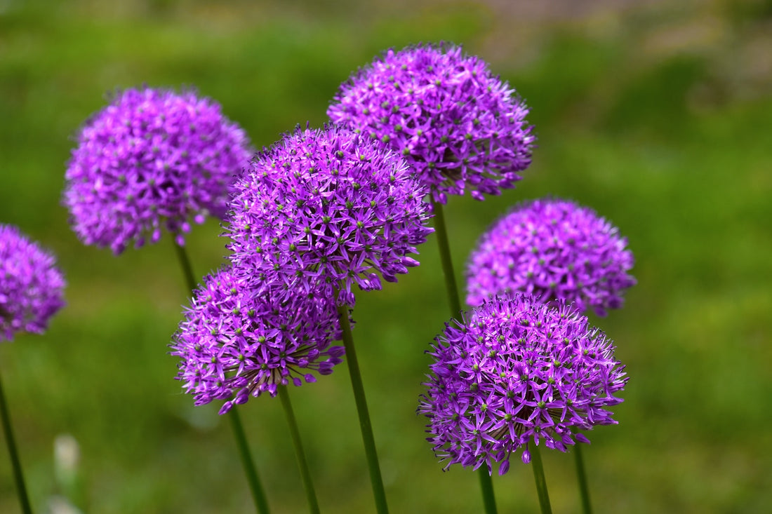 Allium weetjes - Pluukz