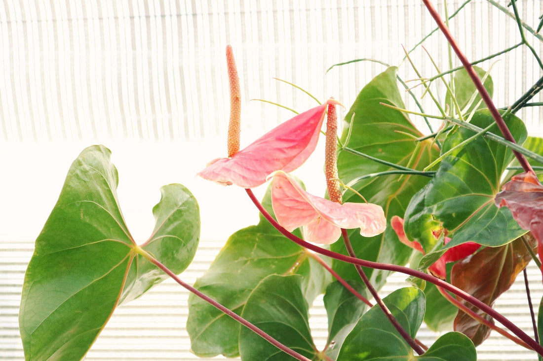 Alles over de Anthurium