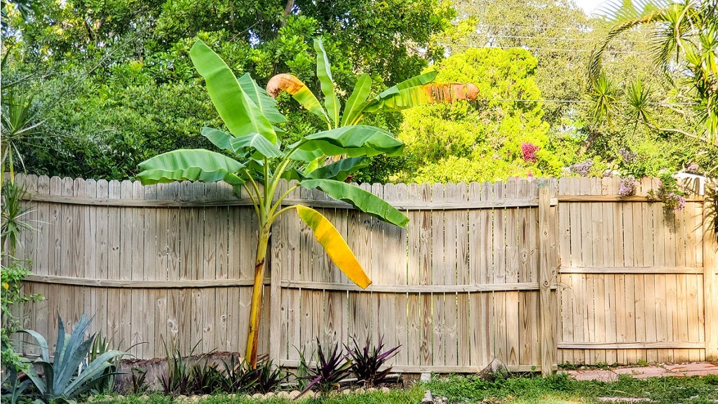 Bananenplant verzorgen doe je zo - Pluukz