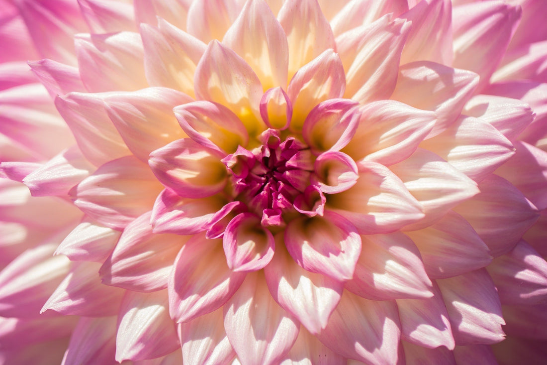 Chrysant herkomst, snoeien en tips - Pluukz