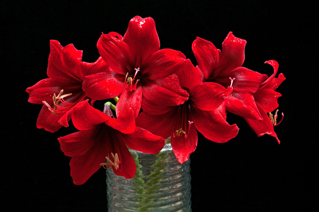 Amaryllis bol weetjes, kweken en waarom het zo een prachtige kerstbloem is!