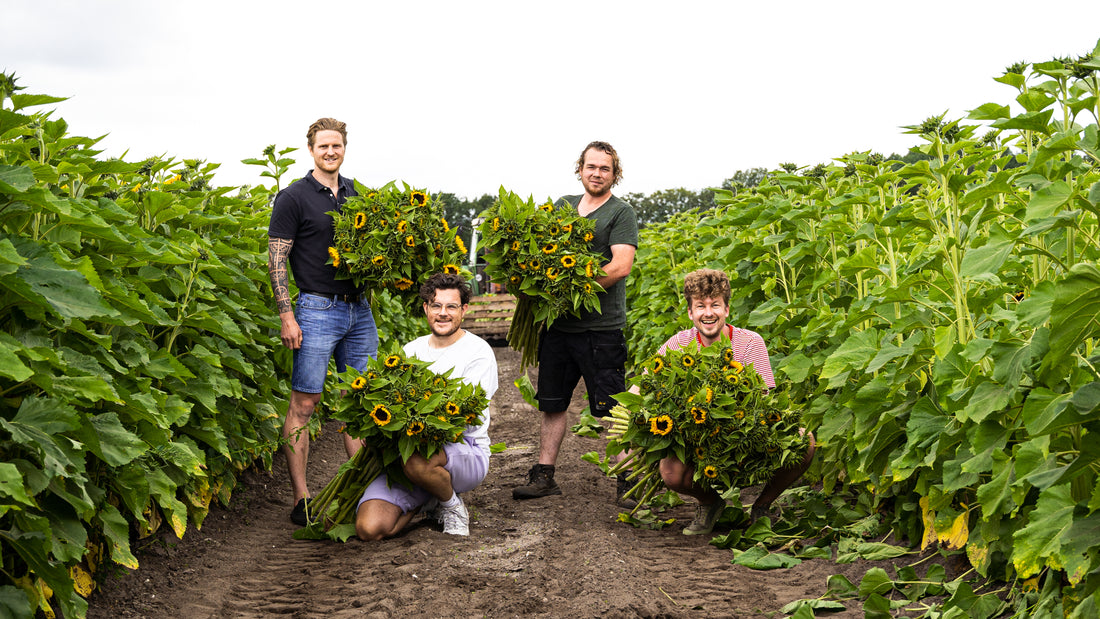 Zonnebloemen voordelen gezondheid 