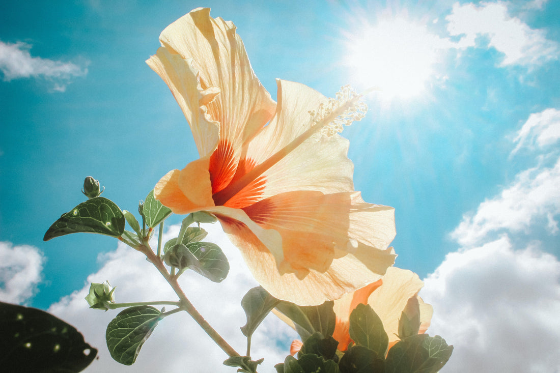 Hibiscus betekenis, geneeskracht en hoe te snoeien!