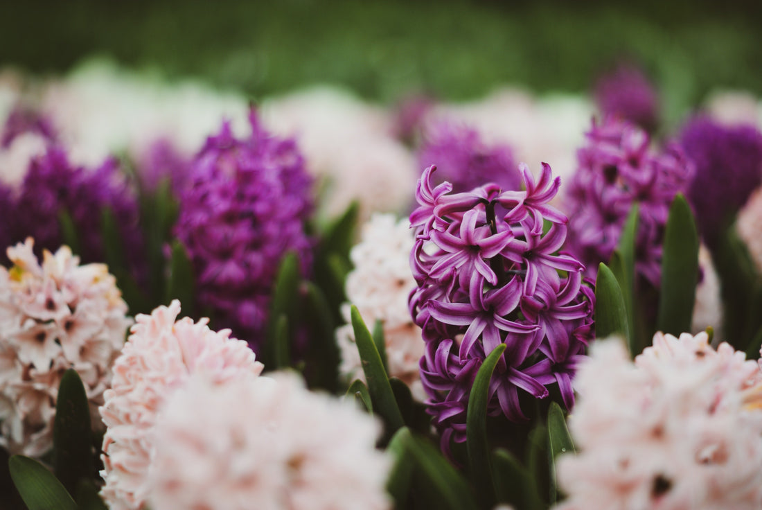 Hyacint is de unieke voorjaarsbloem samen met de tulp!